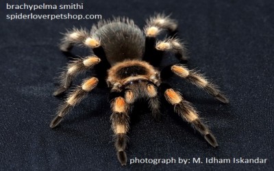 hamorii (dulu smithi) unsex 4-5 cm tarantula